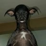 Chess kittiphum profil fotoğrafı
