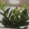 Kanyota's profile picture
