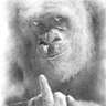 Rob's profile picture