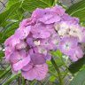 紫陽花 profil fotoğrafı