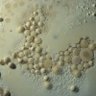 Фото профиля Fortnite Mold