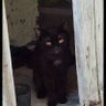 Ipekincimeric's profile picture