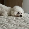 フルーツポンチ's profile picture