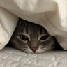 Meowzarella's profile picture