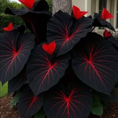 CJJiri1's profile picture