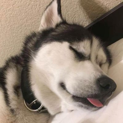 Mister dyke 🐾's profile picture