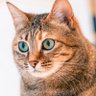 Profilbild von みねこた