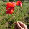 Фото профиля med belhaj