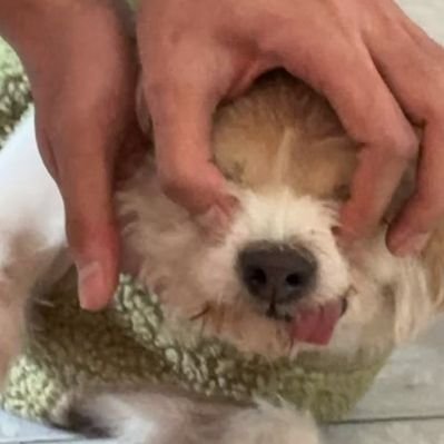 zheng_wen77287's profile picture