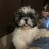 Dreamz profil fotoğrafı
