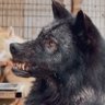Profilbild von 🐺OGEDAY