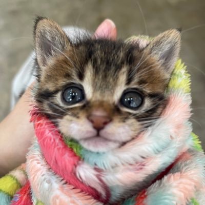 코냥이 금비's profile picture