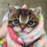 코냥이 금비's profile picture