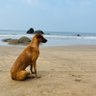 WisdomOrWhatever profil fotoğrafı