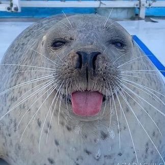 daily seals! 🦭🌊's profile picture