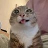Profilbild von groguts ⁷