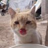Pepito 😶🌫️'s profile picture