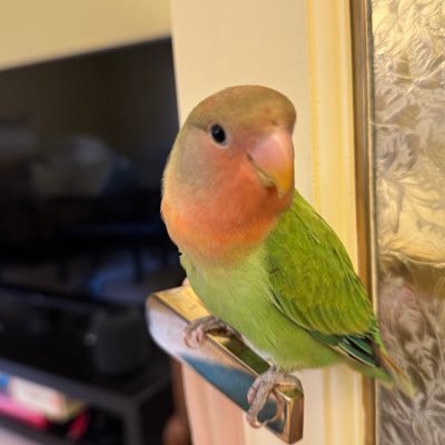 tommyinvan's profile picture