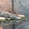 Profilbild von 鱷魚ワニ🐊