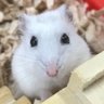 Фото профиля なんにゃんなんにん
