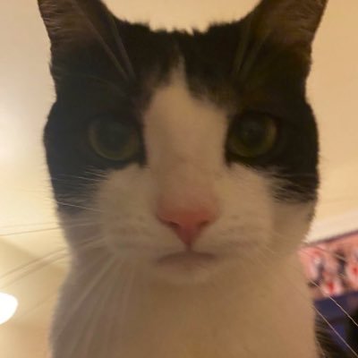lai ˄·͈ ‧̫ ·͈˄'s profile picture