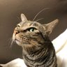 ねこのこ 猫関連 profil fotoğrafı