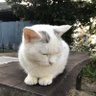 Profilbild von いわし
