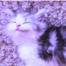 ⊙⊝⊜🪭⁷ profil fotoğrafı