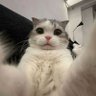 哑巴猫's profile picture