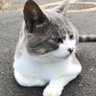 しん🦭🐬🐈's profile picture