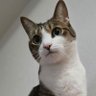 ともきち 的头像