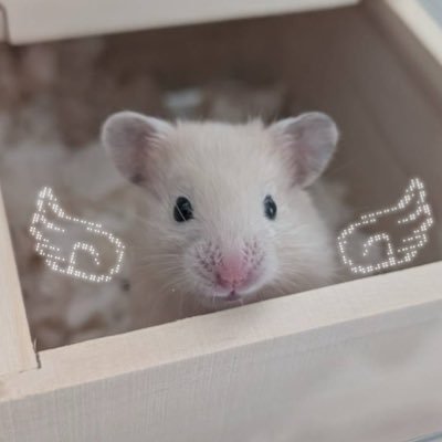 それいけ!ぽてちまる's profile picture