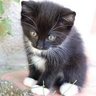StuffyCat Xanadu's profile picture