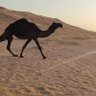 محمد العفاري's profile picture