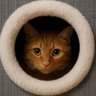 Фото профиля Diego 🐈📸🤼♀️