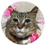 ネコママ@札幌 profil fotoğrafı