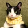 souchan's profile picture