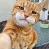Dogi Cat's profile picture