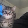 Fenersiken's profile picture
