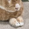 うさぶぅ 的头像