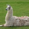 jimmy llama 的头像