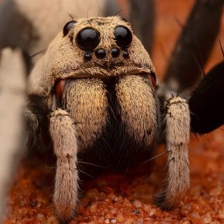 Hoggicosa bisexsual's profile picture