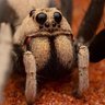 Фото профиля Hoggicosa bisexsual