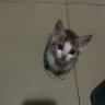 Profilbild von BABY MACHIAVELLI