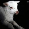 Tequilaupup profil fotoğrafı