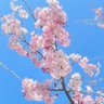 大福's profile picture