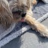 Les 🐕🐺🐂🇺🇦🇪🇸🇪🇺#FBPE's profile picture