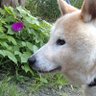 ごにら profil fotoğrafı