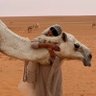 العنود🇸🇦.'s profile picture