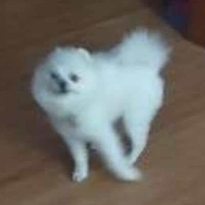 雨木木的伞架's profile picture